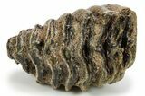 Partial Woolly Mammoth Molar - North Sea Deposits #295874-5